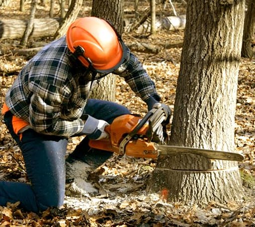 Tree Removal in Oxford, MS